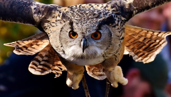 Geld en schuld in vogelvlucht